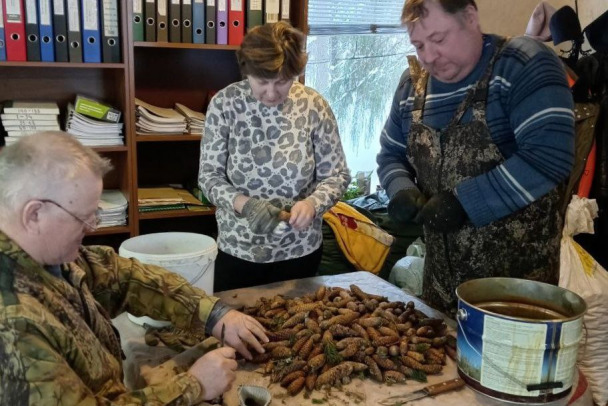 В Ленобласти собирают шишки. Сосновых набрали больше 15 тонн