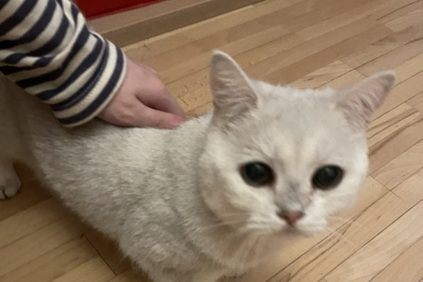 Шок для любителей котиков: что на самом деле испытывают кошки, когда мурлыкают