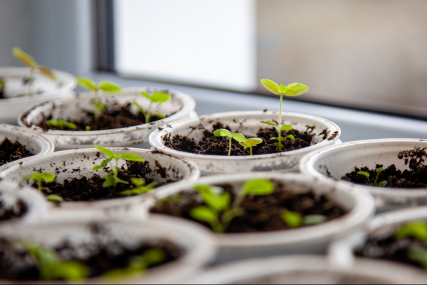 Как таблетка от головной боли поможет рассаде расти здоровой