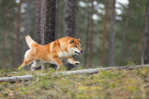 Под Приозерском ищут титулованного Йошу. Есть версия, что его увезли