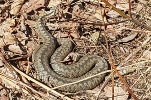Змеи проснулись в Петербурге и Ленобласти, пока ползают с трудом