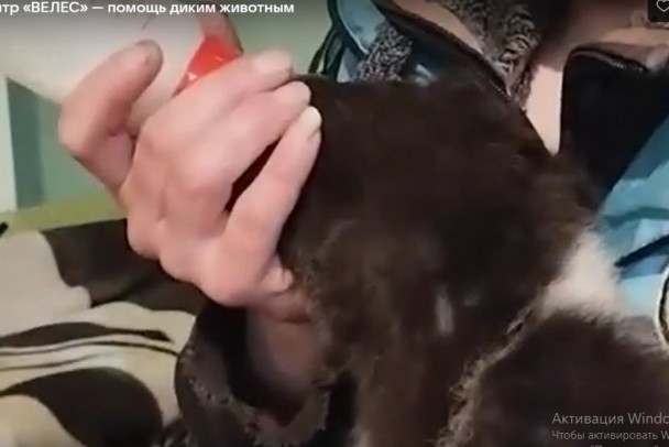 Медвежонка с белым капюшоном подкинули к центру помощи Велес в Ленобласти - видео