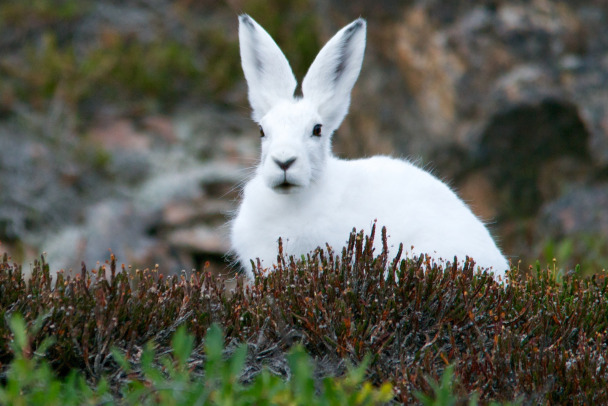 У зайцев тоже бывает гон. Он прямо сейчас идет в Ленобласти и Петербурге