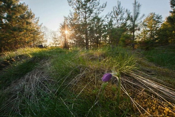 У Нижневолховского заказника появится охранная зона. Кто-то останется без участков