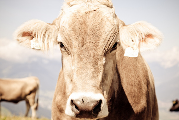 Ленобласть ощетинилась мерами против опасных коров из регионов с карантином. А свое мясо вывозит