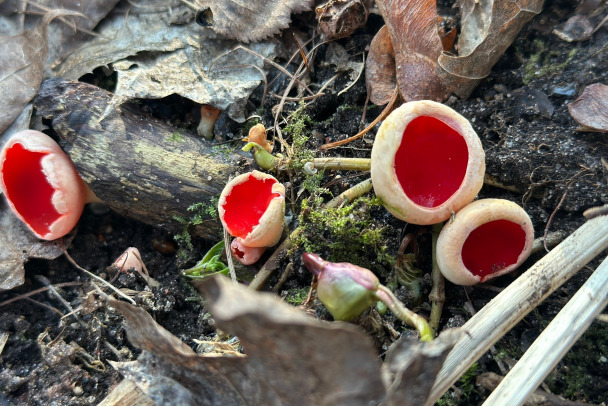 В Ленобласти находят не только клюкву, но и первые весенние грибы