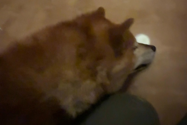 Умер на руках, стиснув зубы. Породистого Йошу нашли под Приозерском с простреленной грудью