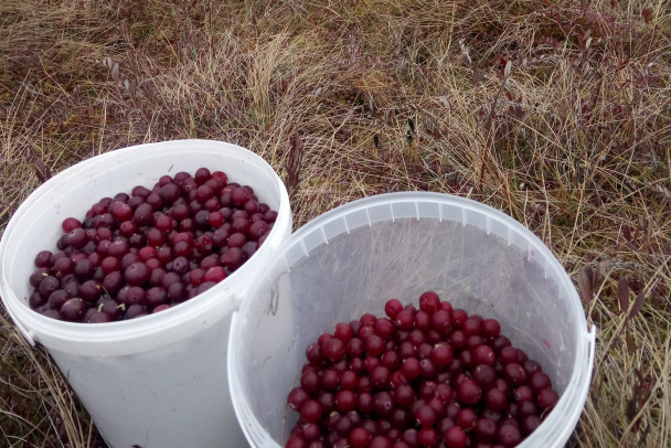Идите в болото! Там немало клюквы, вёдрами собирают - фото