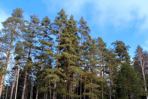Еще один теплый день. B Петербурге и Ленобласти до 12