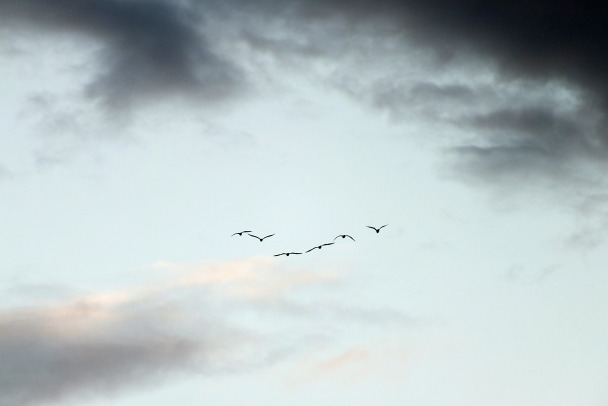 И птичек жалко. Конфликт на Ближнем Bостоке угрожает миграции пернатых