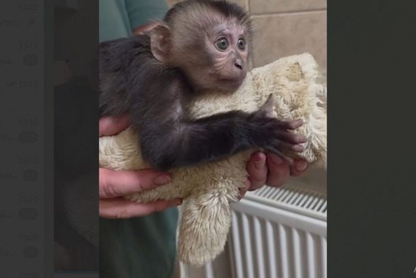 В зоопарке Петербурга - свой Панч. Мать отказалась от макаки
