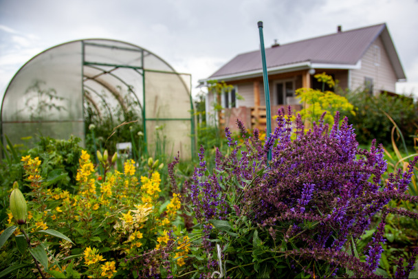 Какой шалфей нельзя выращивать на даче