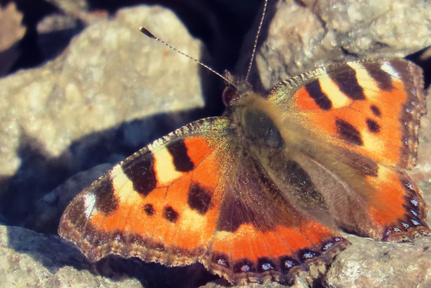 Какая ранняя весна в этом году. Во Всеволожском районе уже не дремлет флора и фауна