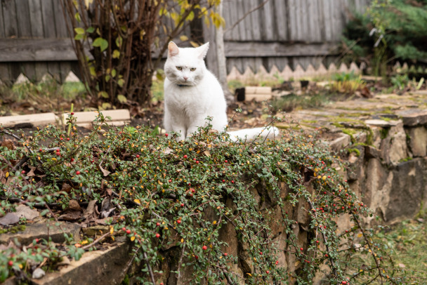 Лопата, грабли, красота! Садовые феи поехали на дачи