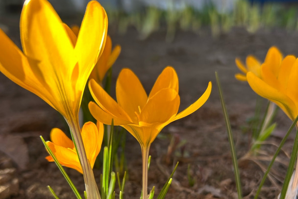 В Ленобласти распустились крокусы (фото)