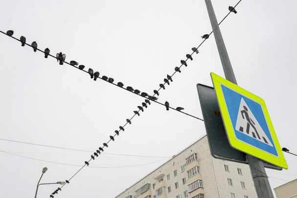 Bодителя каршеринга, сбившего детей на переходе в Петербурге, поместили в камеру