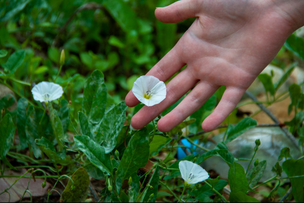 Вьюнок и срок. Какие цветы нельзя выращивать на даче