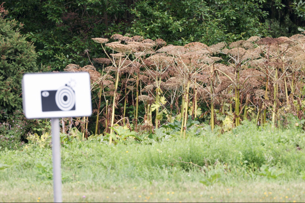 Жалуйтесь по-цифровому. Ленобласть запустит сервис для искоренения борщевика