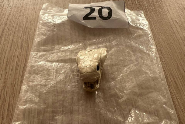 С высушенной головой змеи в кармане. В Пулково остановили пытавшегося улететь в Китай с фрагментами тел зверей