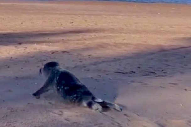 Тюлененка ищут на берегу Сестрорецкой губы. Он нуждается в помощи