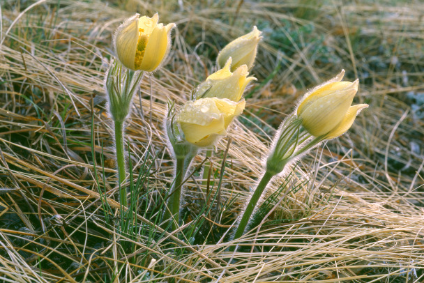 Гаммарбия болотная и Дидимодон туфовый. В Красной книге Ленобласти симпатичные пополнения