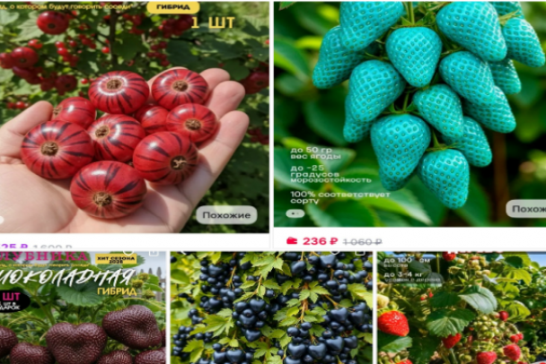 Малина не растет на дереве, голубой клубники не бывает. Что надо знать, покупая семена и саженцы на маркетплейсах