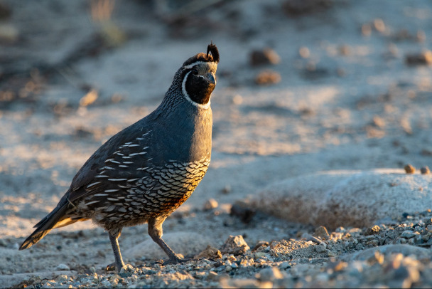 Открываем сезон выпускных. Посмотрите, как в Ленобласти отправляли куропаток в самостоятельную жизнь