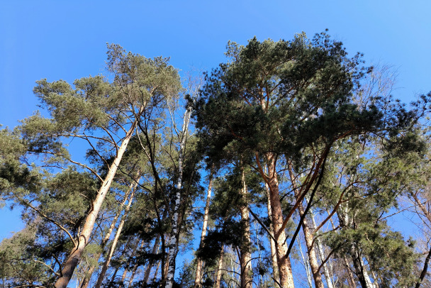 В Ленобласти обещают до 20