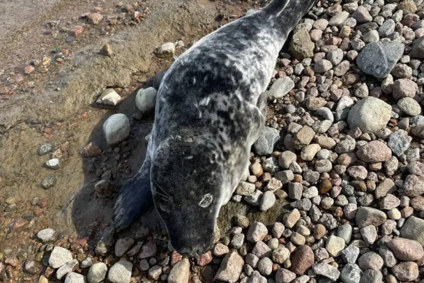 Еще одного тюлененка доставили на лечение в Репино. Но поймать его удалось не сразу
