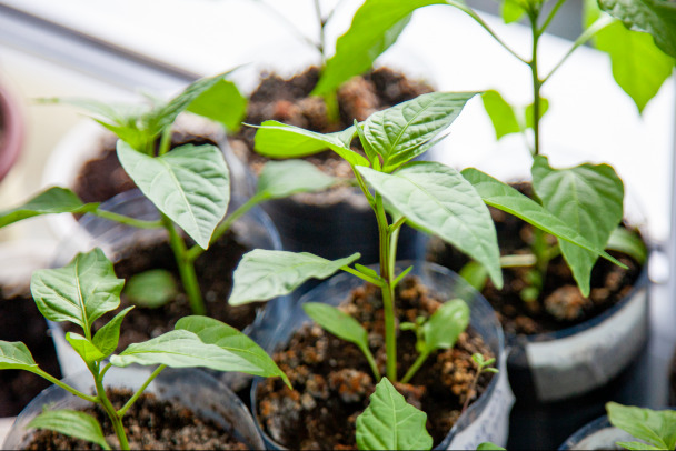 По каким признакам выбирать сорта рассады овощей для холодных регионов. Биолог подсказала - смотрите на листья и высоту растения