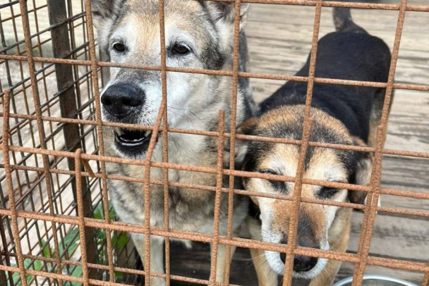 Льготники теснят бездомных. Куда и как перенести 130 животных из Всеволожска