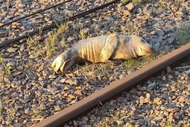 Кожа да кости. Еще одного истощенного тюлененка доставили на лечение в Репино