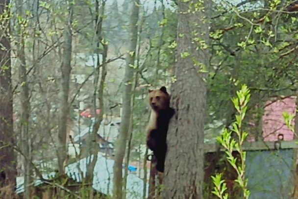 В поселке под Подпорожьем заметили медведя. Он даже забрался на дерево