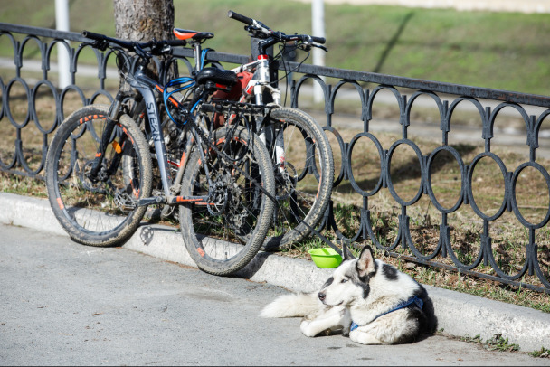 Мужчина с ножом угрожал велосипедисту в Колпино, после убегал от росгвардейцев