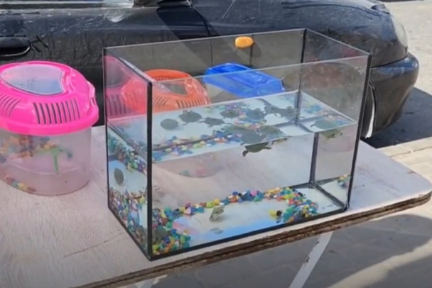 Продажу красноухих черепах снова засекли у станции метро Девяткино. Вид  опасный