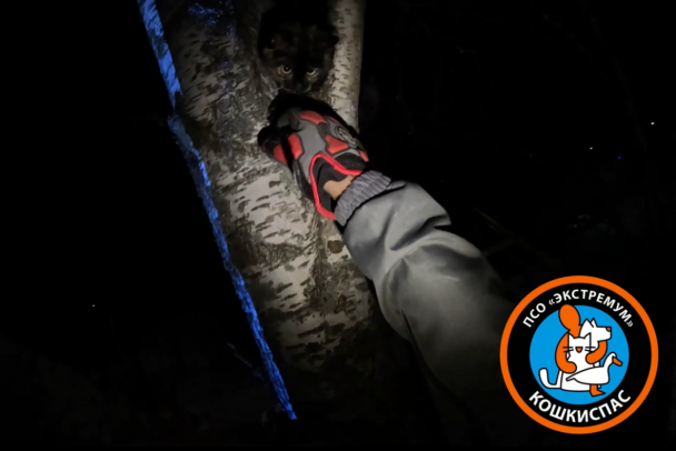 В Кировске хозяйке в темноте вернули кошку в мешке