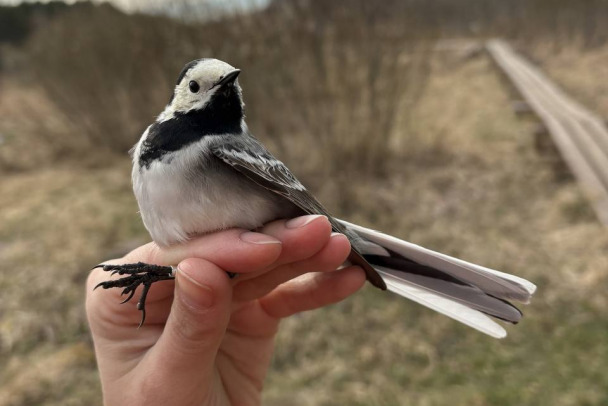 Снегирю - кольцо, медведю - нет. На Ладожской орнитологической станции начался новый сезон