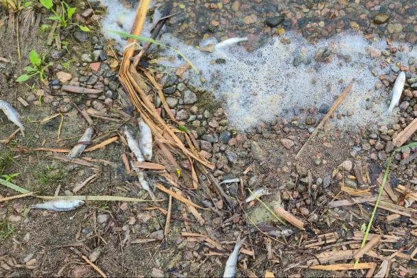 На водоемах Ленобласти видят мертвую рыбу