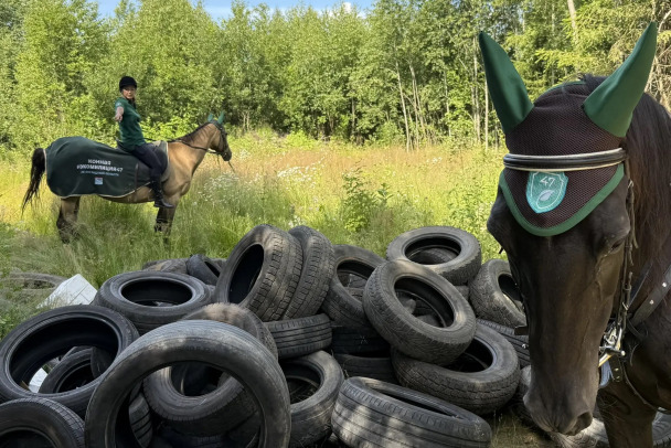 С нелегальными свалками Ленобласти поборются лошадиными силами